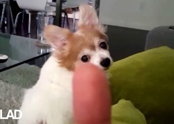 maxresdefault 2 Dog Hates Being Flipped Off...