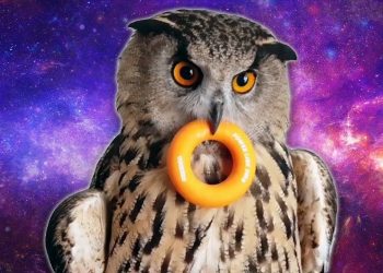 maxresdefault 3 Owls are Weirdos