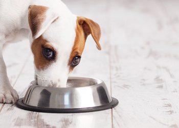 Why dogs eat and eat and eat Δέκα τροφές που μπορείτε να δώσετε άφοβα στο σκύλο σας