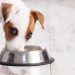 Why dogs eat and eat and eat Δέκα τροφές που μπορείτε να δώσετε άφοβα στο σκύλο σας