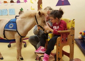 12524015 1739964252889642 2564394223529730753 n Αντίγραφο 1200x675 c Gentle Carousel: Γνωρίστε τα αλογάκια μινιατούρες που απαλύνουν τον ανθρώπινο πόνο!