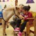 12524015 1739964252889642 2564394223529730753 n Αντίγραφο 1200x675 c Gentle Carousel: Γνωρίστε τα αλογάκια μινιατούρες που απαλύνουν τον ανθρώπινο πόνο!