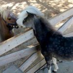 FileDownload 1 1 Gentle Carousel: Γνωρίστε τα αλογάκια μινιατούρες που απαλύνουν τον ανθρώπινο πόνο!
