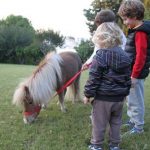 FileDownload 2 1 Gentle Carousel: Γνωρίστε τα αλογάκια μινιατούρες που απαλύνουν τον ανθρώπινο πόνο!
