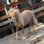 FileDownload 3 1 Gentle Carousel: Γνωρίστε τα αλογάκια μινιατούρες που απαλύνουν τον ανθρώπινο πόνο!