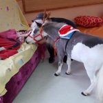 FileDownload 4 1 Gentle Carousel: Γνωρίστε τα αλογάκια μινιατούρες που απαλύνουν τον ανθρώπινο πόνο!