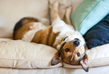 Dog On Couch TS179025946 «Τι θα κάνω με αυτό το σκυλί; Δε με ακούει ποτέ!»