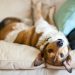 Dog On Couch TS179025946 «Τι θα κάνω με αυτό το σκυλί; Δε με ακούει ποτέ!»