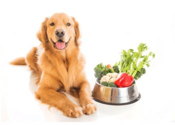 dog eating celery Λαχανικά που μπορούμε να δώσουμε στον σκύλο μας!