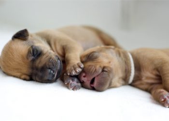 petmd newborn puppies Νεογέννητα σκυλάκια: Τι μπορώ να τα ταΐσω;