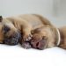 petmd newborn puppies Νεογέννητα σκυλάκια: Τι μπορώ να τα ταΐσω;
