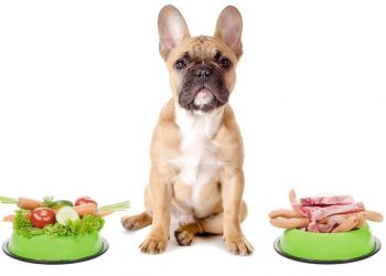What Can Dog Eat Δέκα "σπιτικές" τροφές που είναι επικίνδυνες για τα ζωάκια μας
