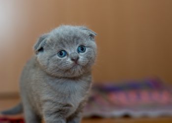 Πήρες γατάκι; Τέλεια!