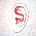 ear