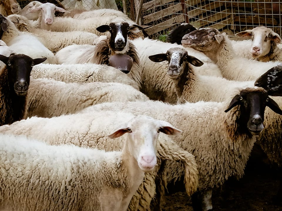 Πρόβατα-Βλάσης Κοζώρης