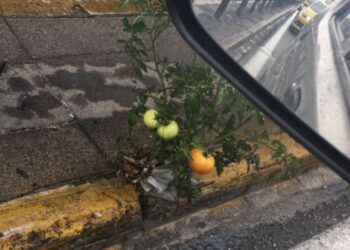Μια τοματιά στην Συγγρού