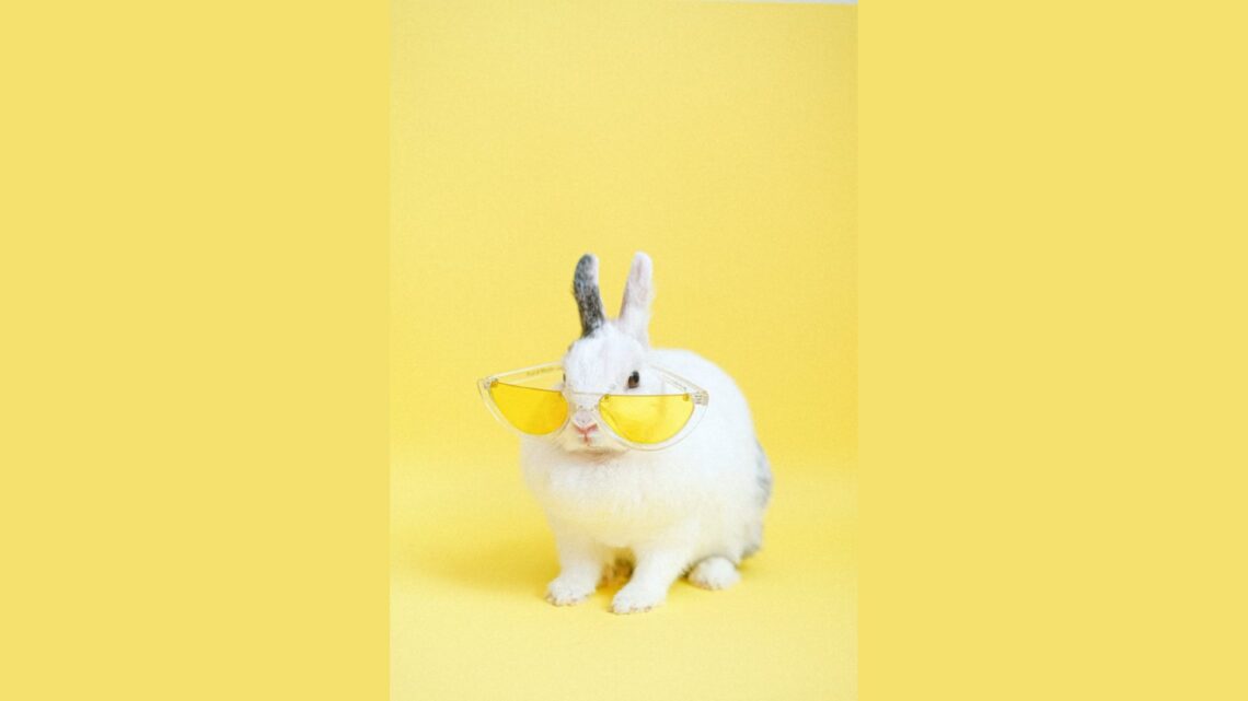 rabbit