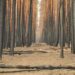 burn_forest