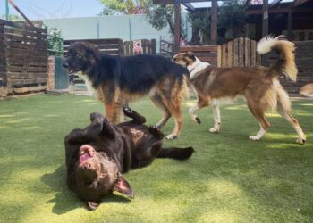 Puppies Park: Ένα δώρο για τον τετράποδο φιλαράκο σας
