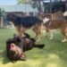 Puppies Park: Ένα δώρο για τον τετράποδο φιλαράκο σας 114 Puppies Park: Ένα δώρο για τον τετράποδο φιλαράκο σας