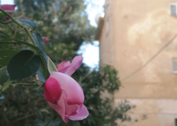 Όμορφη Καισαριανή | Το Σεντούκι της Σοφίας