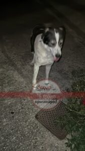 IMG 2701 Τι θα γίνει επιτέλους με την κακοποίηση ζώων;