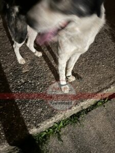 IMG 2705 Τι θα γίνει επιτέλους με την κακοποίηση ζώων;