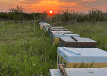 Honeymood: Κατευθείαν από την Kυψέλη