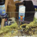 Cannabisos seeds: Ανακαλύψτε τη δύναμη της φύσης 127 Cannabisos seeds: Ανακαλύψτε τη δύναμη της φύσης