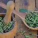 Mugwort (Artemisia vulgaris): Οδηγός για το Βότανο της Χαλάρωσης και της Πνευματικής Ενδοσκόπησης