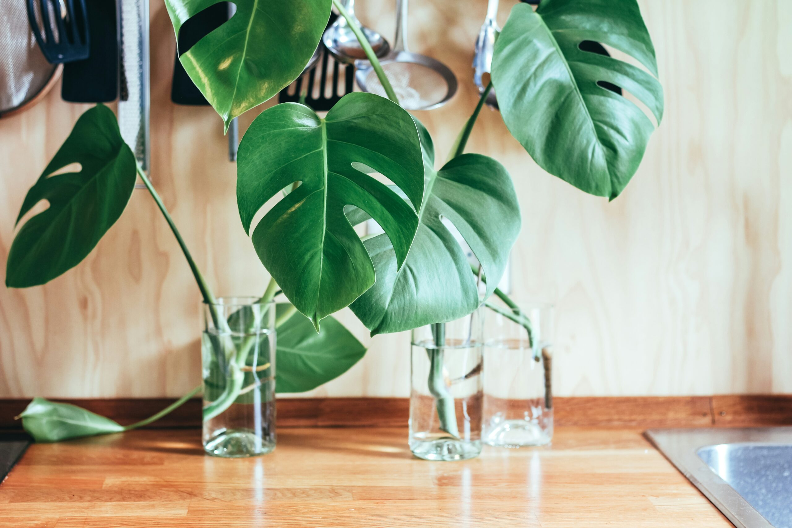brina blum e9f27fbKAWw unsplash scaled Πώς να Καλλιεργήσετε και να Φροντίσετε τη Monstera σας