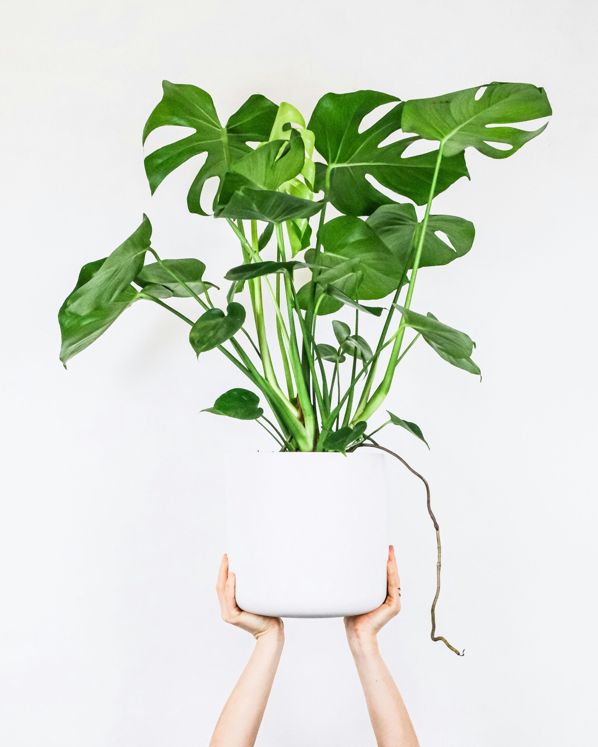 feey bwsTJMnhcwE unsplash scaled Πώς να Καλλιεργήσετε και να Φροντίσετε τη Monstera σας