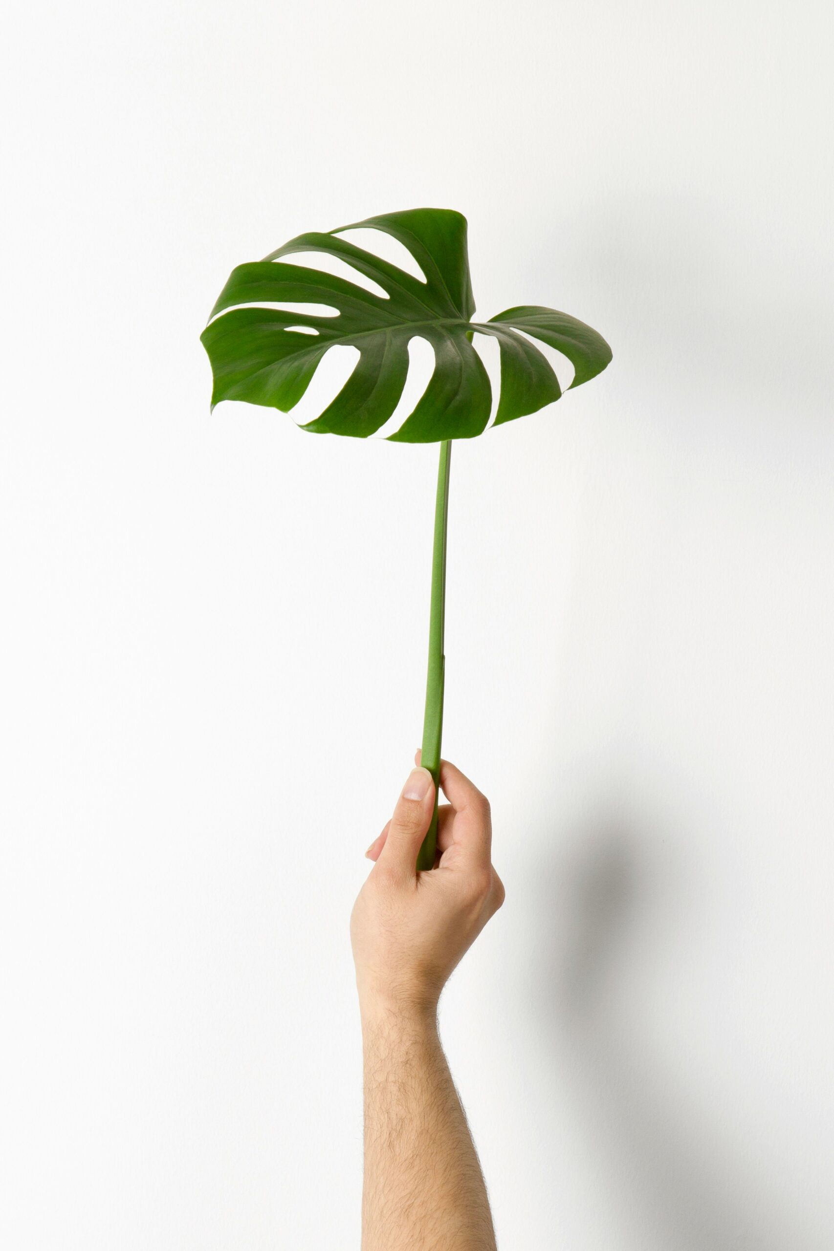 hudai gayiran 3Od VKcDEAA unsplash scaled Πώς να Καλλιεργήσετε και να Φροντίσετε τη Monstera σας