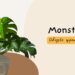 Πώς να Καλλιεργήσετε και να Φροντίσετε τη Monstera σας 128 Πώς να Καλλιεργήσετε και να Φροντίσετε τη Monstera σας