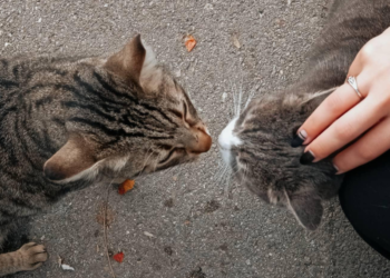 Τι έμαθα από τις γάτες