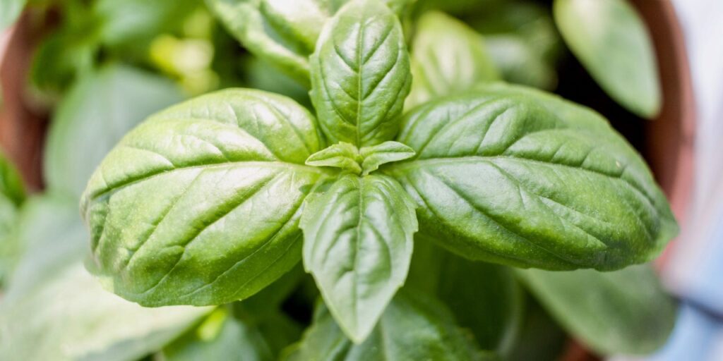 basil 2 1280x640 1 Ο Βασιλιάς των αρωματικών φυτών: Ο απόλυτος οδηγός για τη φροντίδα του Βασιλικού