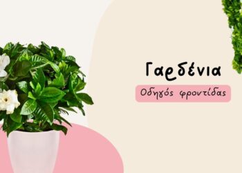 Οδηγός φροντίδας για τη δύσκολη αλλά υπέροχη κυρία που λέγεται γαρδένια!