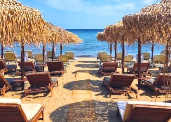 Coconut: Life on a Beach