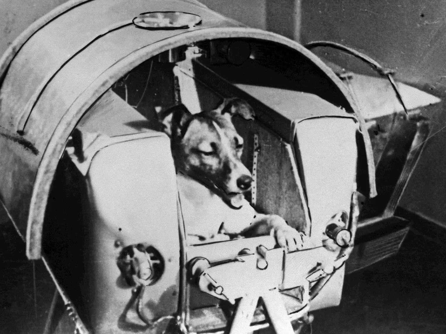 Laika creature space Sputnik 2 November 1957 e1708355193467 «Αυτή που γάβγιζε» | Ένα διήγημα για τη Λάικα, που πέθανε σαν σήμερα