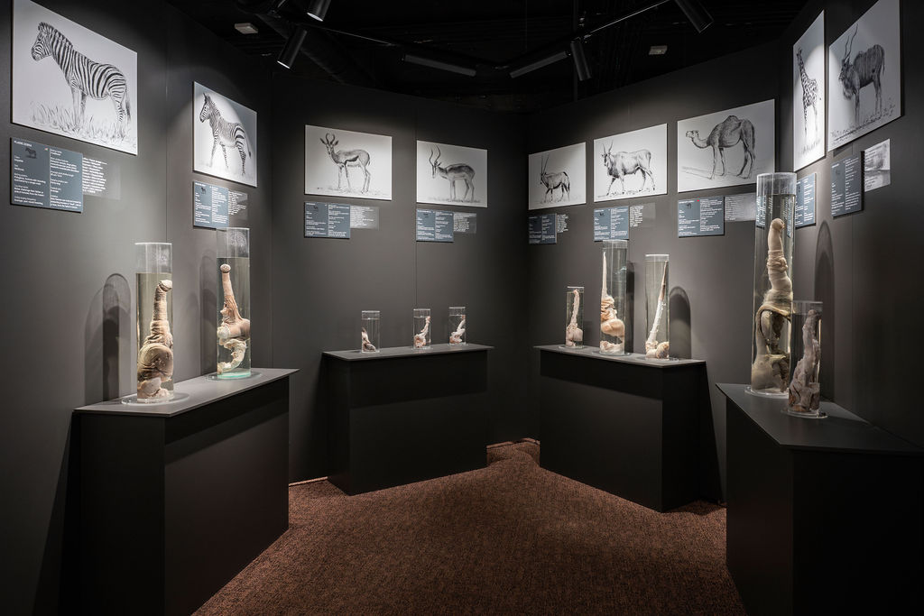 penis museum Τα 5 πιο περίεργα μουσεία του πλανήτη