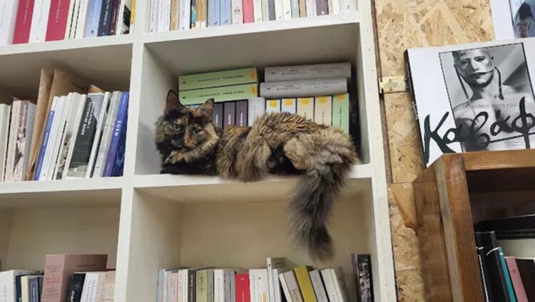 unnamed 1 Literature Ηouse: Βιβλία, καφές και σεμινάρια συγγραφής υπό την υψηλή εποπτεία της Αλεπουδίτσας